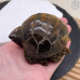 Тигровый глаз черепаха ~ 5 см